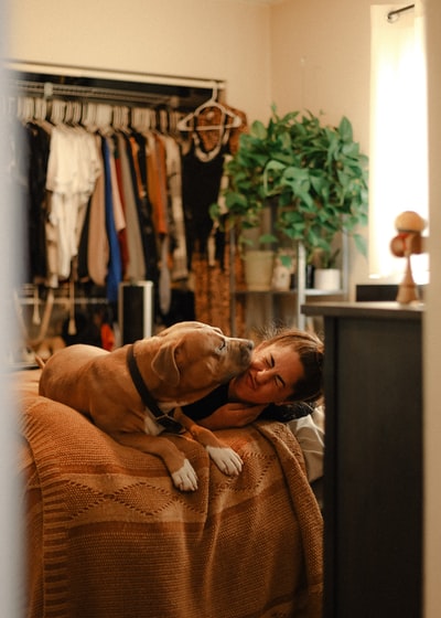 棕色短涂布的狗躺在棕色的纺织品
